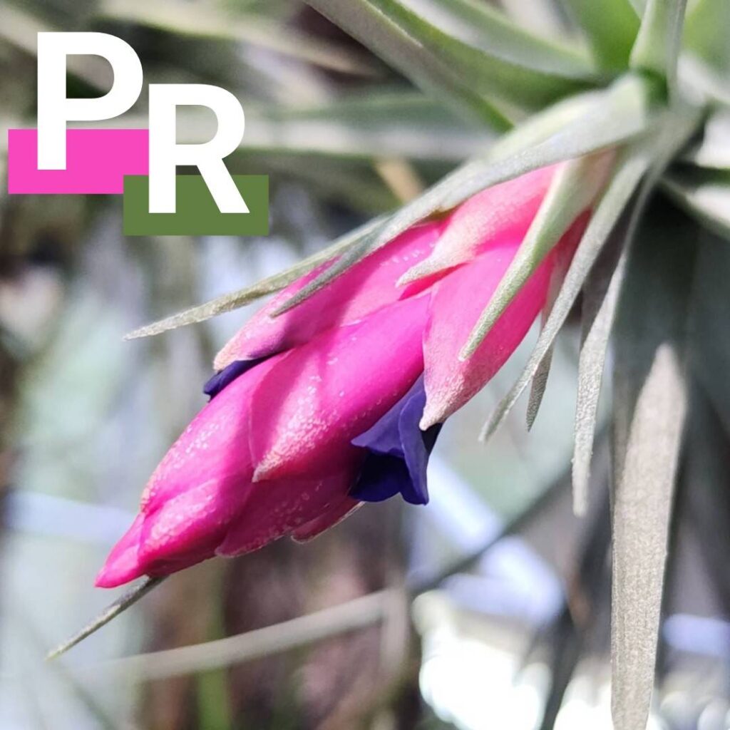 TillandsiaPROD(PR)1月12日入荷分 – さとうぷらんつ